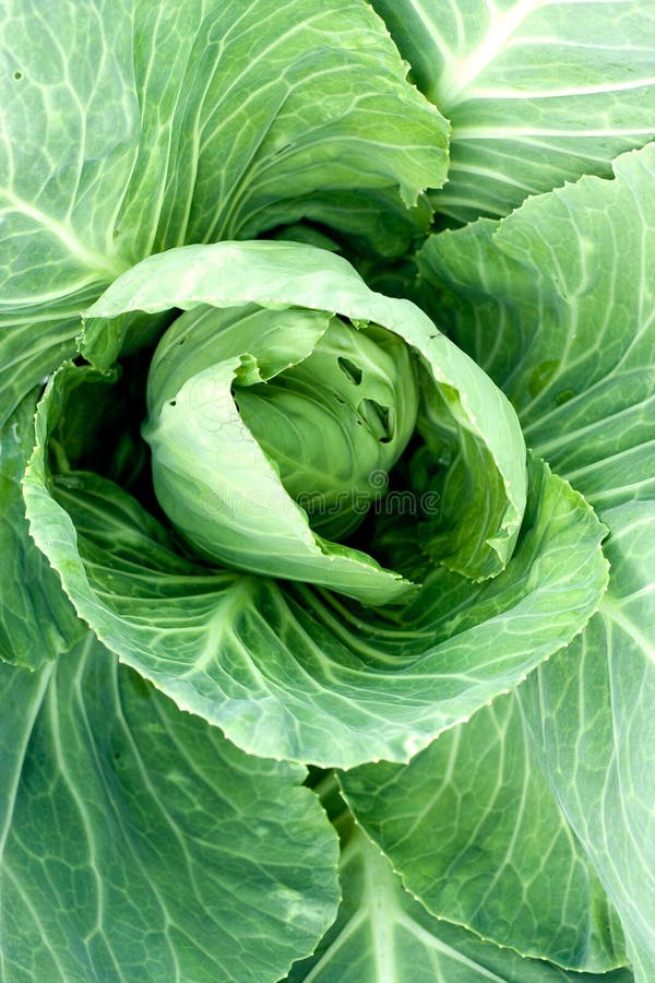 Cabbage head stock image. Image of nutrition, growing 17910725