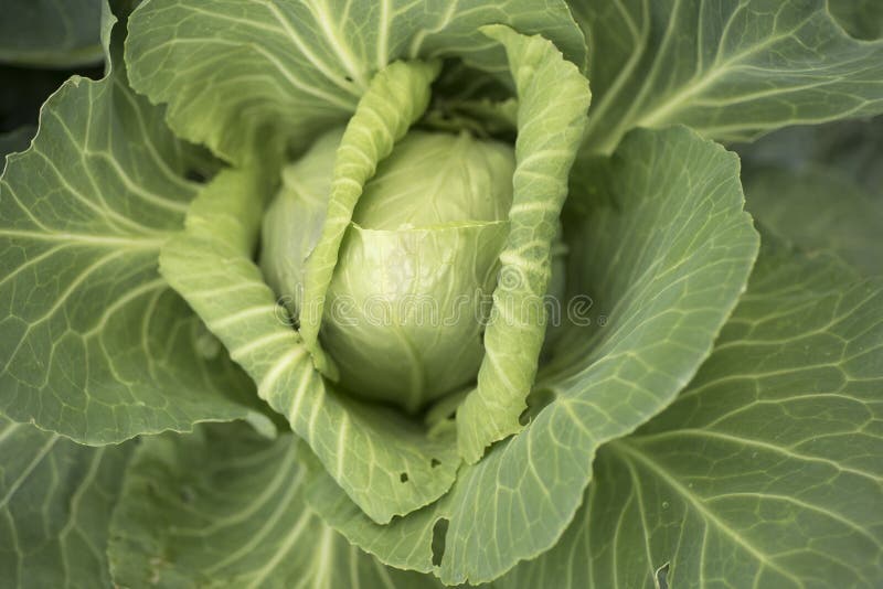 Cabbage Heart of Ox, Cultivation in Orchard Stock Photo Image of
