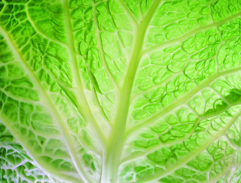 Cabbage leaves