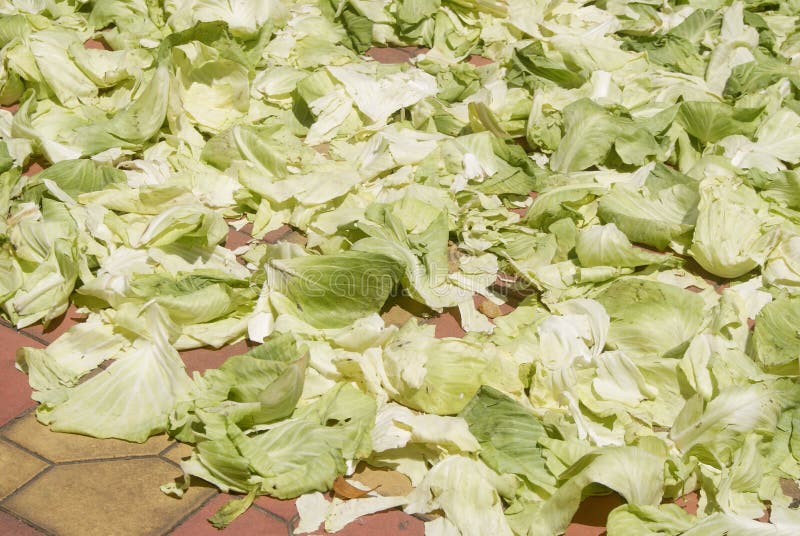 Cabbage leaves stock photo. Image of food, processing 43964462