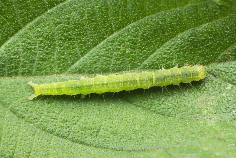 Cabbage looper moth caterpillar.Family Noctuidae, referred to as owlet moths, Trichoplusia ni, Satara