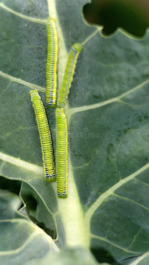 Cabbage moth caterpillars stock image. Image of green 179077731
