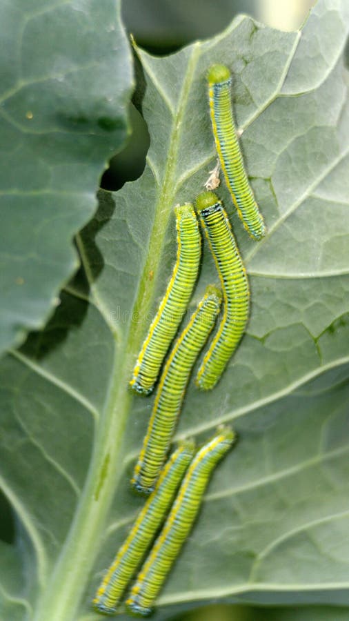 Cabbage Moth Caterpillars on a Leaf Stock Image Image of cabbage