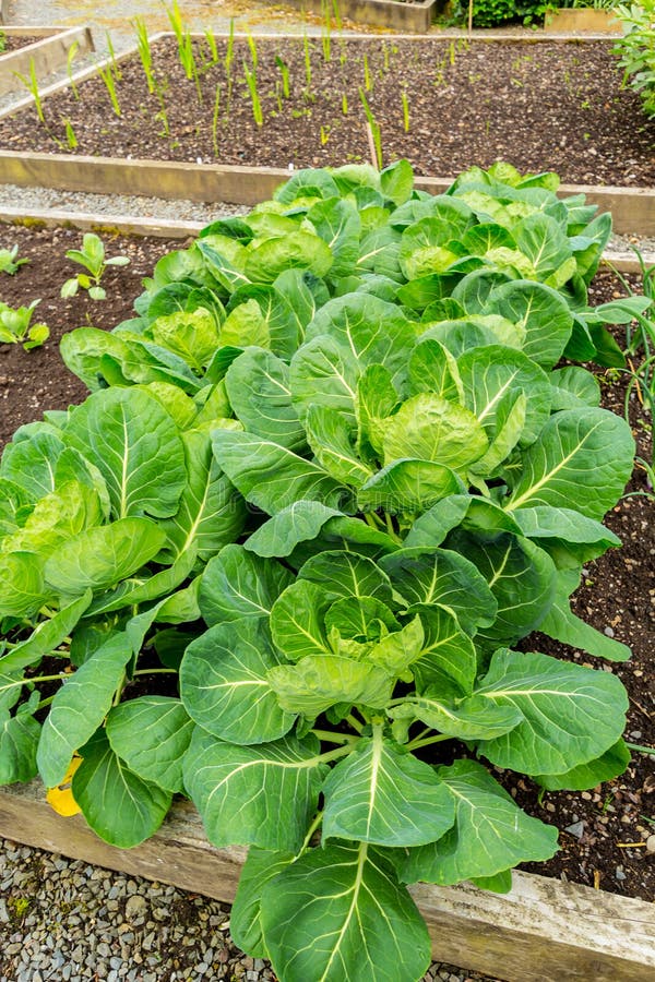 Cabbage and Other Plants in the Garden. Natural Organic Vegetables