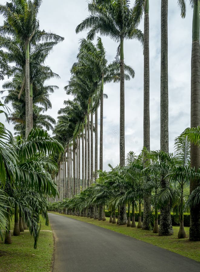 Cabbage Palm Avenue, Kandy Botanical Gardens stock image