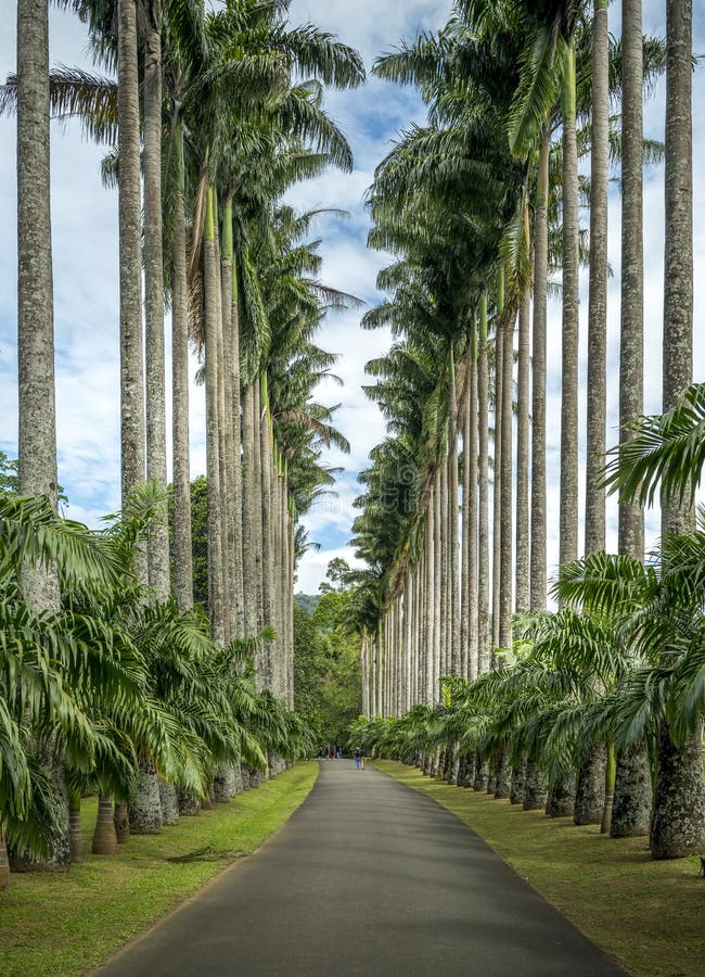 Cabbage Palm Avenue, Kandy Botanical Gardens royalty free stock photography