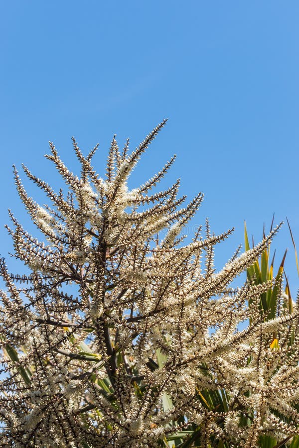 Cabbage palm flowers against blue sky royalty free stock image
