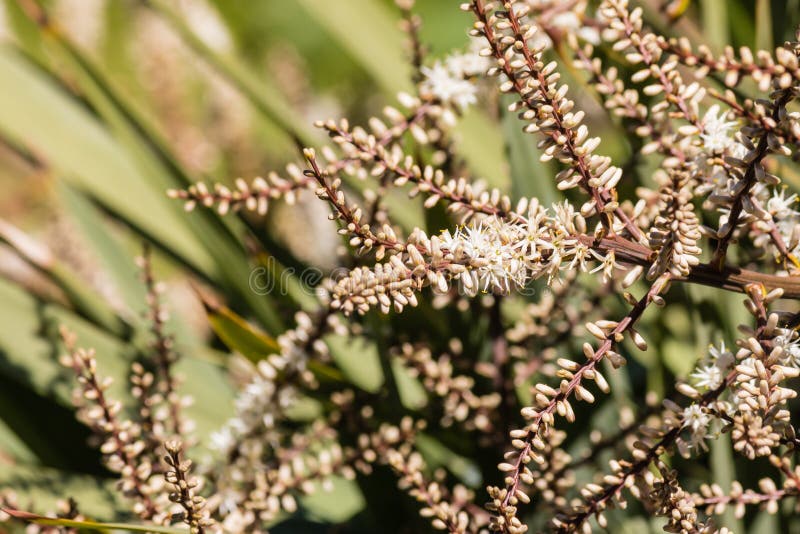 Cabbage palm flowers in bloom stock photography
