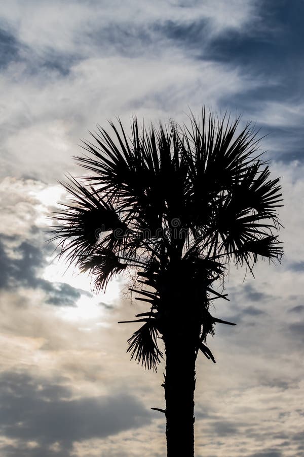 Cabbage palm stands tall before a cloudy sky in North Carolina stock photo