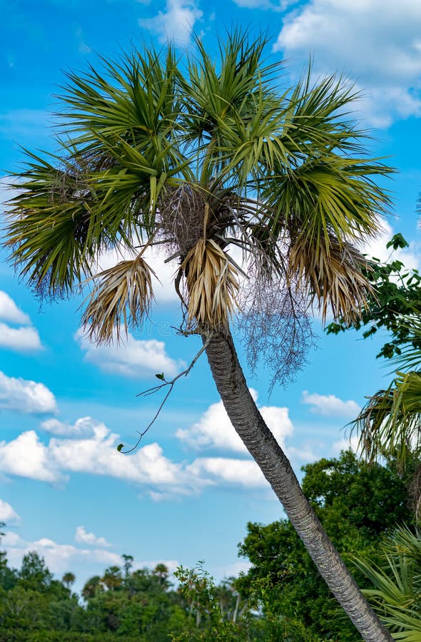 Cabbage palm stands tall over the Peace River in Florida royalty free stock photography