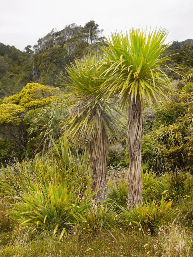 Cabbage Palm Trees, Native Bush, New Zealand stock images