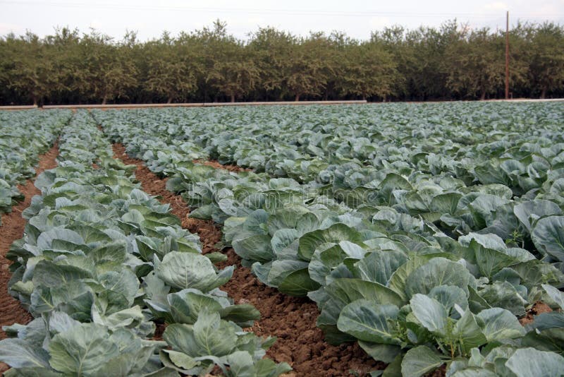 Cabbage patch with trees in background