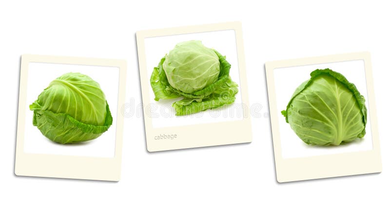 Cabbage photos