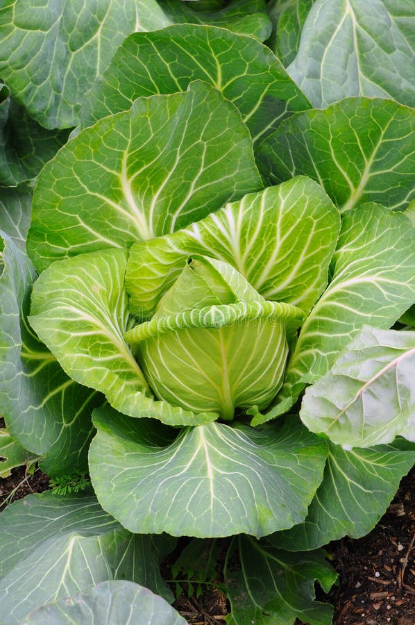 Cabbage Plant Closeup stock photo. Image of gardening 17656248
