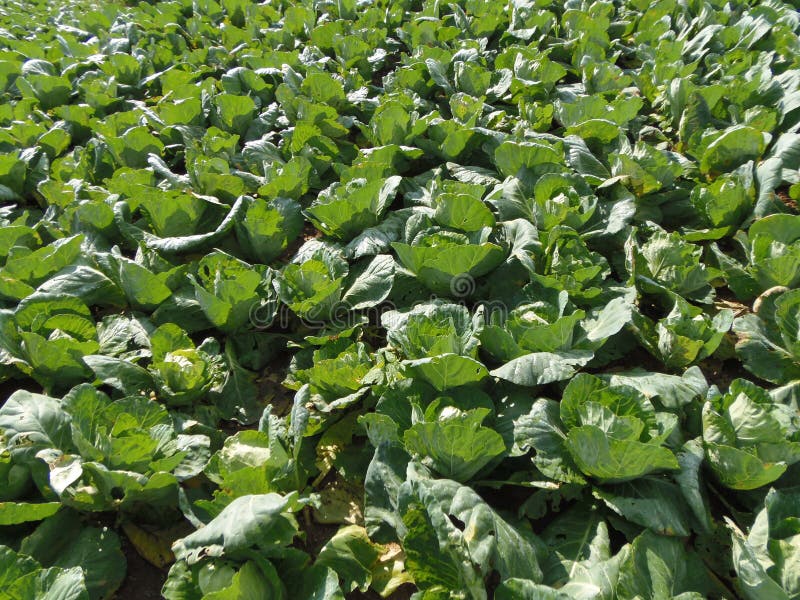 Cabbage plant stock photo. Image of cook, plant, green 65692056