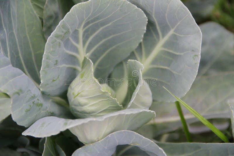 Cabbage Plant Leaves in the Organic Garden Stock Photo Image of farm