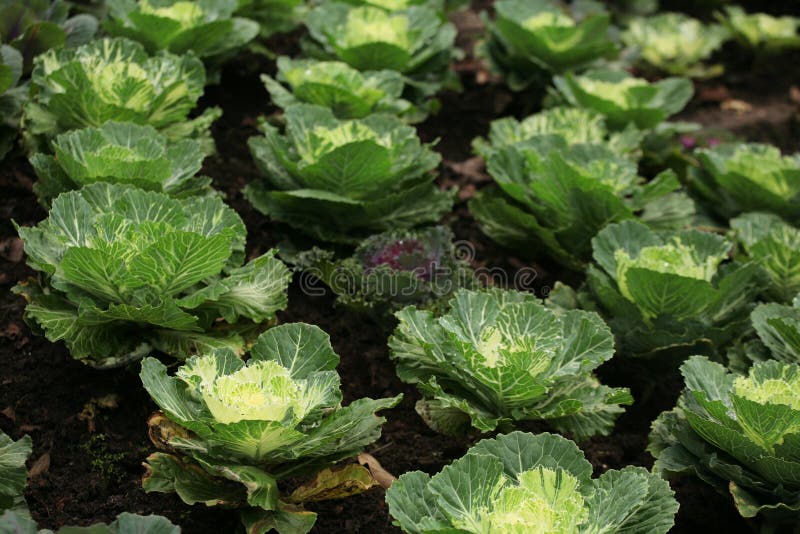 Cabbage plantation farm stock photo. Image of ground 57277682