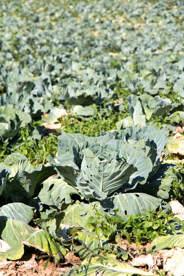 Cabbage plantation in farm stock image. Image of harvesting 49638925