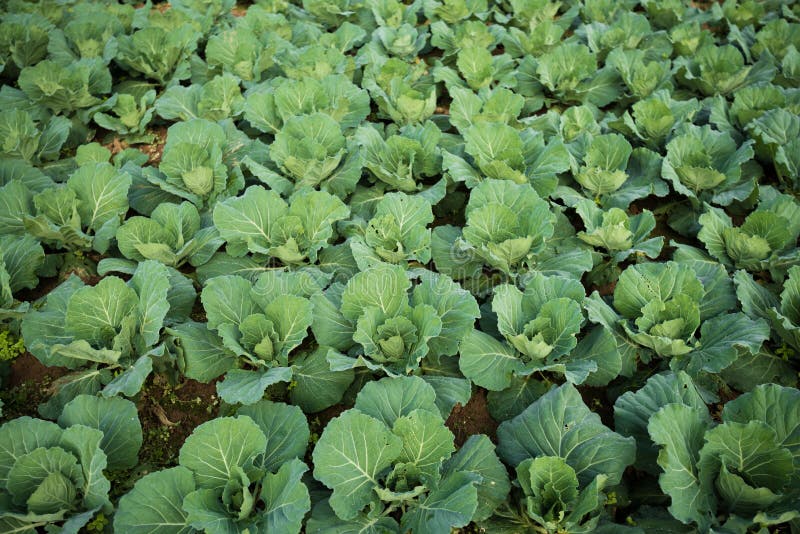 Cabbage plantation farm stock photo. Image of crop, food 63225914