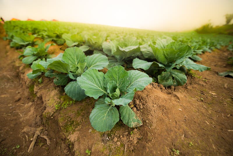 Cabbage plantation farm stock image. Image of agricultural 63225915