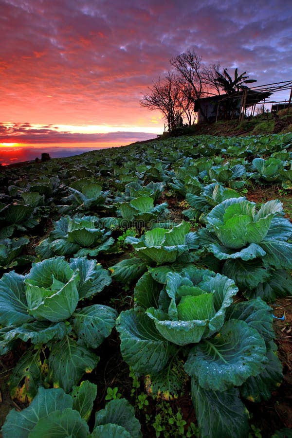 Cabbage Plantation on a Farm on a Sunny Day. Growing Organic Vegetables