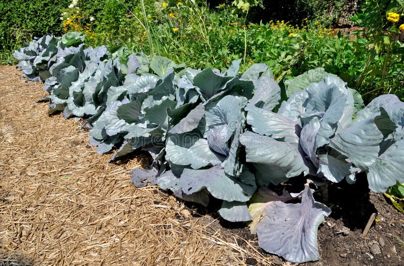 Cabbage plants