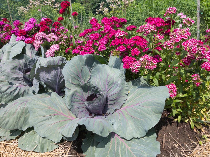 Cabbage plants