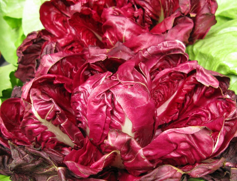 Cabbage purple stock image. Image of white, isolated 10654283