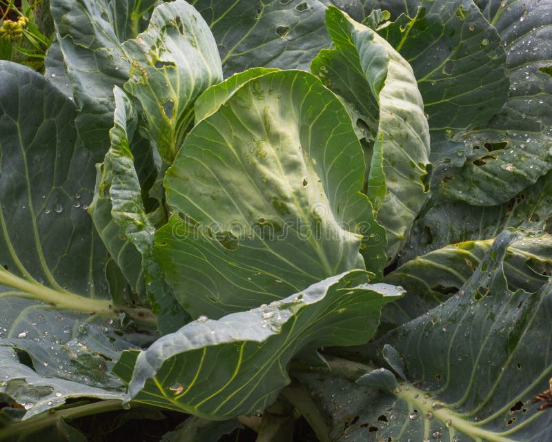 Cabbage is ripe and grows in the garden in the open air