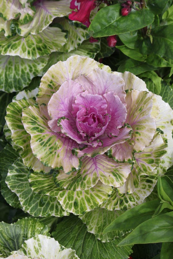 Cabbage Rose Anchorage Alaska Zoo Stock Image Image of like, flower