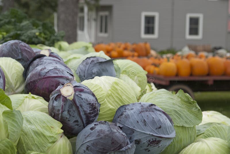 Cabbage for sale stock photo. Image of pumpkin, orange 14701800