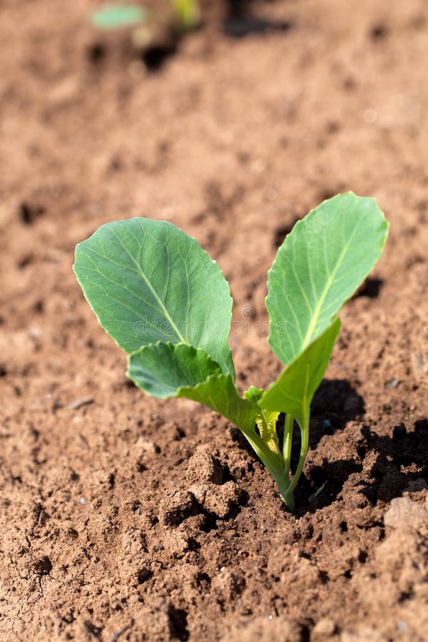 Cabbage seedlings stock photo. Image of earth, healthy 31225896