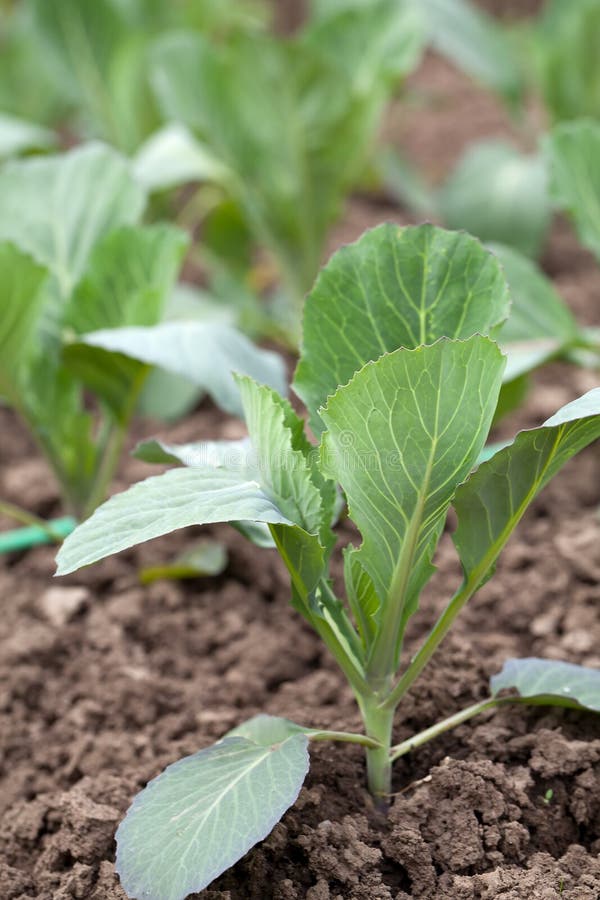 Cabbage Seedlings on the Ground Stock Photo Image of farm, healthy