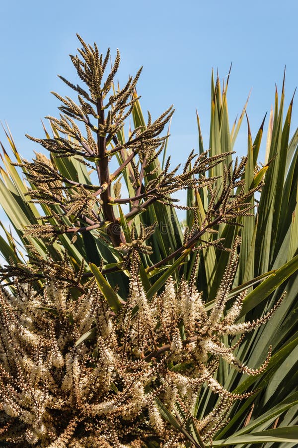 Cabbage Palm Flowers Against Blue Sky Stock Photo Image of space