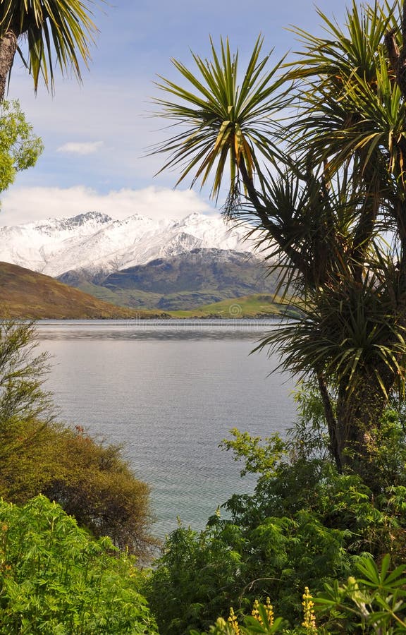 Cabbage Trees - Symbol of New Zealand Travel stock photography