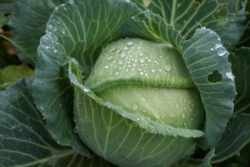 Cabbage, Vegetable, Leaf, Savoy Cabbage Picture. Image 112842819