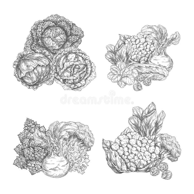 Cabbage vegetable and lettuce salad leaf sketch