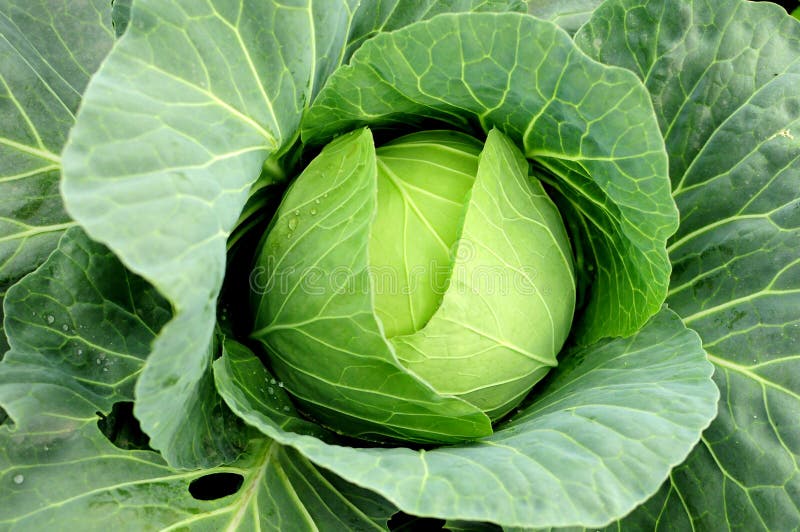 Cabbage