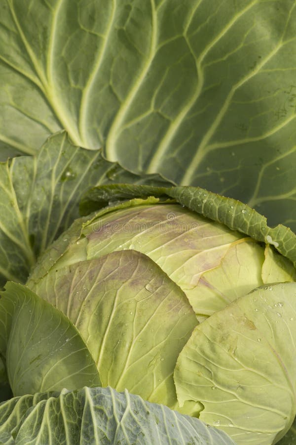 Cabbage Vegetables Harvested by Local Farmers Stock Photo Image of