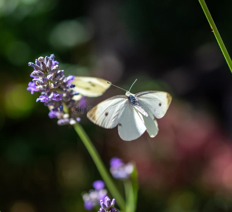 Cabbage White Butterfly in Flight Above a Lavender Plant Stock Photo
