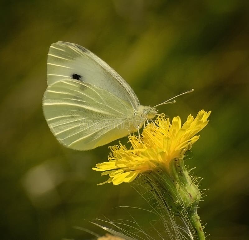 Cabbage White Butterfly on Lavender Plant Stock Photo Image of macro