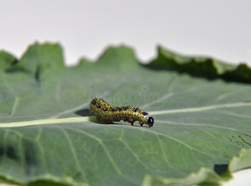 Cabbage White Caterpillar on a Green Cabbage Leaf Stock Image Image
