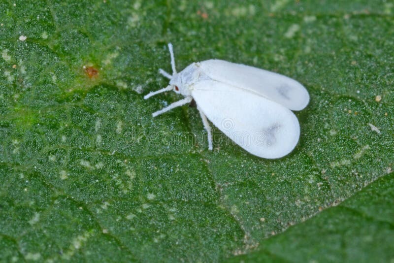 Molice Vlastovicnikova (Trialeurodes vaporariorum, molice vlastovicnikové, spodní stranu) Molice Vlastovicnikova