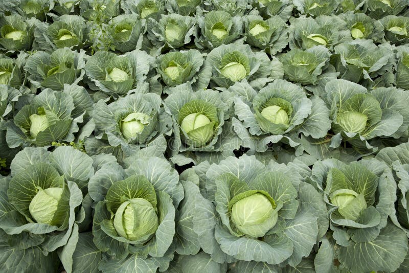 Cabbages stock image. Image of head, field, vegetable 25289577