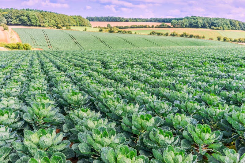 Cabbages