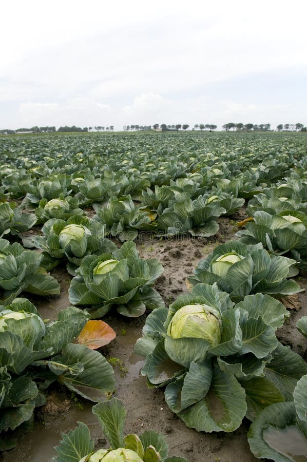 Cabbages in the fields