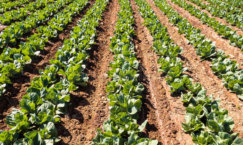 Cabbages Growing - Intensive Modern Agriculture