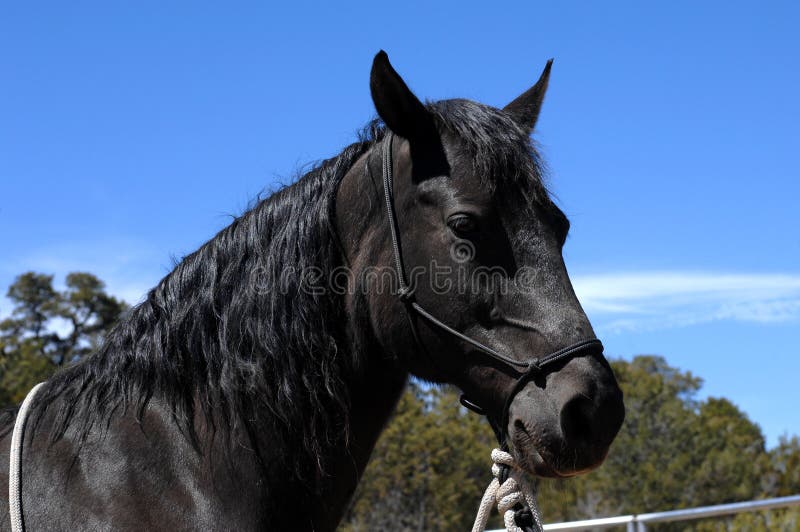 735 fotos de stock e banco de imagens de Cavalo De Troia - Getty