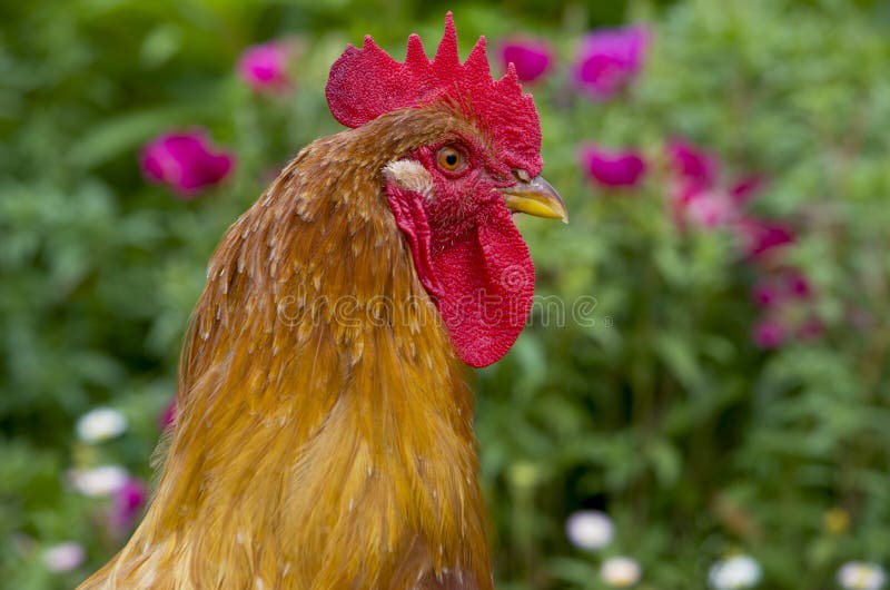 Posição Do Galo Das Aves Domésticas E Gritar Imagem de Stock - Imagem de  colorido, doméstico: 73204213