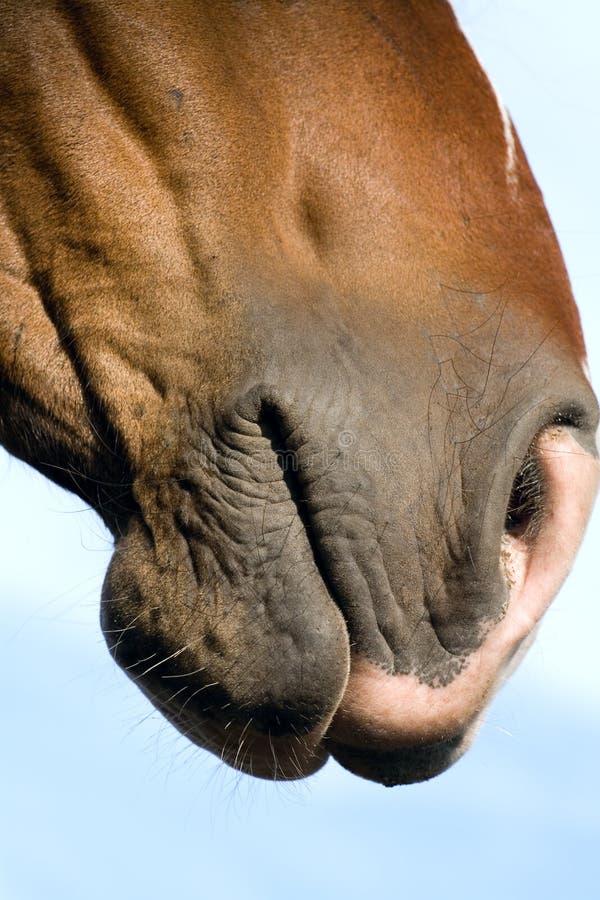 Cavalo sorrindo e mostrando dentes — Contexto, Luz do dia - Stock